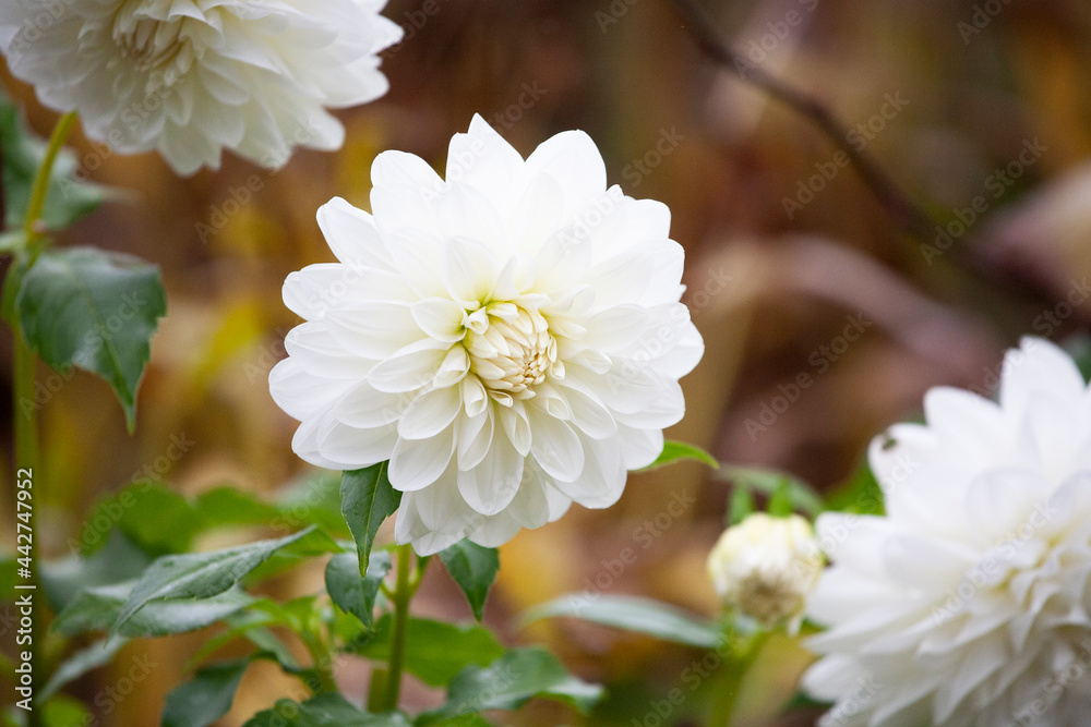 Obraz premium ダリア