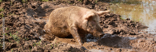 Принти на полотні Pig bathing in the mud