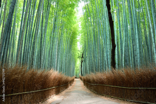 嵐山の竹林の小径