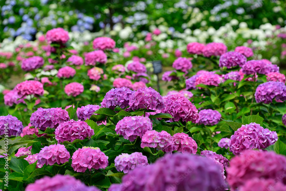 蜻蛉池公園の紫陽花園 蜻蛉池公園の紫陽花園