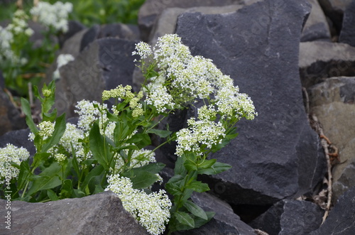 Field pepperwort flowers, Lepidium campestre.Lepidium campestre - Wild plant shot in the spring. photo