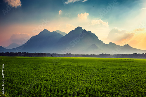 Beautiful landscape growing Paddy rice field with mountain and blue sky background in Nagercoil. Tamil Nadu, South India. photo