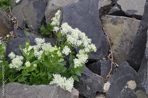 Field pepperwort flowers, Lepidium campestre.Lepidium campestre - Wild plant shot in the spring. photo