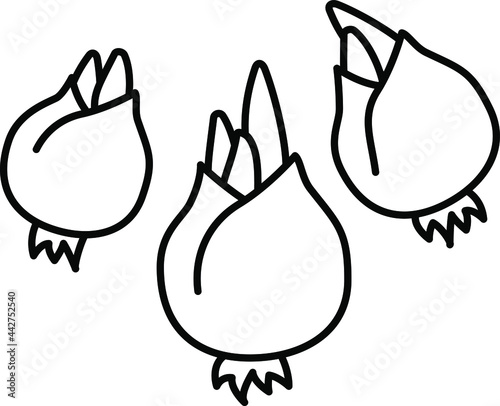 flower bulbs icon , vector 