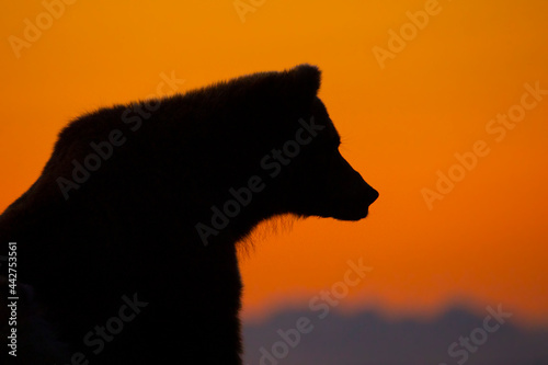 Grizzly Bear Sunrise