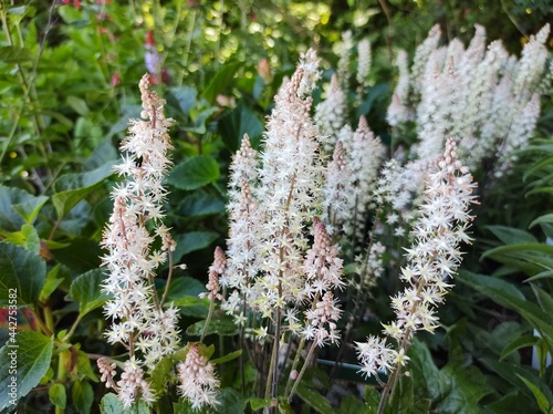 Tiarella 'Pink Skyrocket' photo