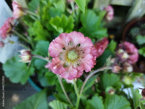 Foto Geum 'Pink Petticoats'
