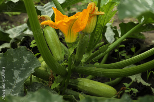 Blooming green plant with unripe zucchini growing in garden