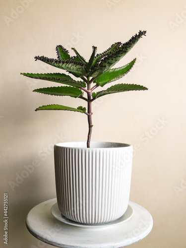 Kalanchoe daigremontiana herbal medicinal plant in white flower pot on table on wall background photo