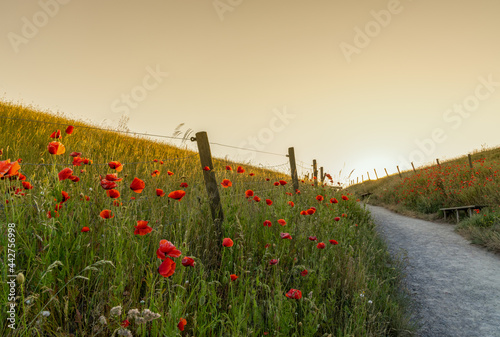 hiking trail leads through grassy hills with green meadows with many red poppies on each side in warm evening light