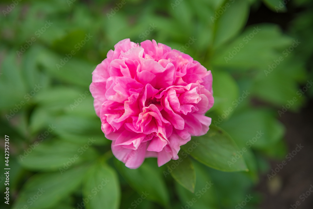 Wild beauty flower with nectar blooming in field countryside