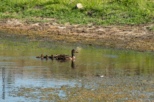 ducks in the pond