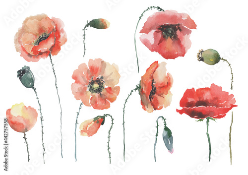 Set of red and pink poppies flowers with stems and green buds on a white background. Illustration can be used for postcards, banners, textiles, prints. Watercolor.