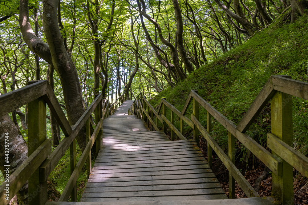 long wooden boardwalk and stairs leading down to the ocean in lush green forest