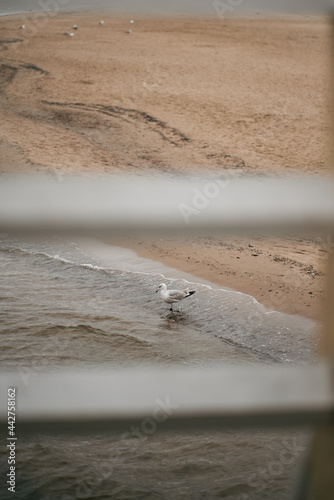 View from the blurred white pier. Seagull on the ocean coastline. Bird walking on the sand beach