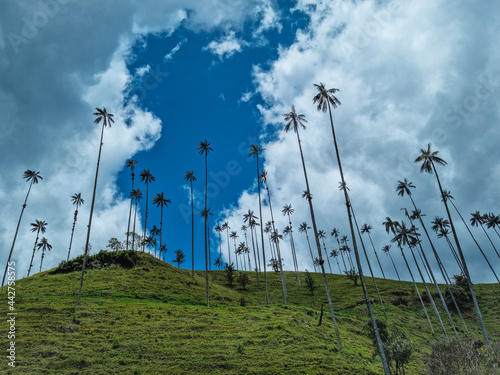 Wax palm from Cocora Valley.wax palm