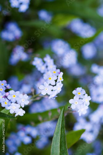Floral background with blue forget-me-not flowers (Boraginaceae), selective soft focus