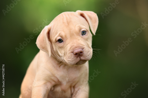 close up portrait of a pit bull puppy outdoors
