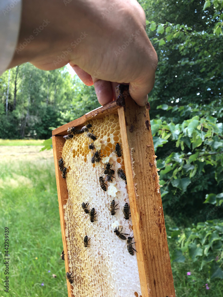 beekeeper holding a frame of honey covered with bees in hand beekeeper holding a frame of honey covered with bees in hand