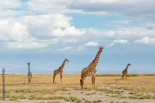 Perfect line up composition giraffes 