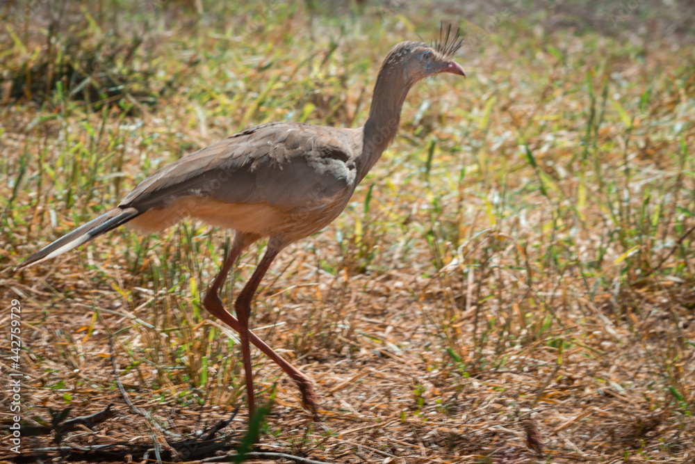 Fototapeta premium Seriema in its natural habitat, Municipio de Uberlândia, Minas Gerais, Brazil. Siriemas are the only living members of the Cariamidae bird family