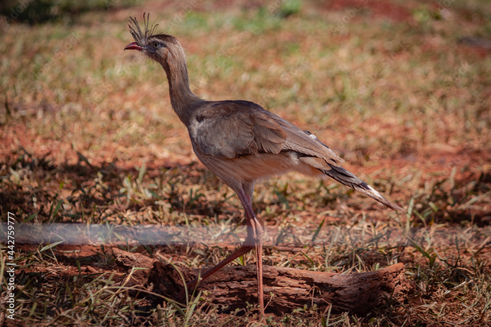 Seriema in its natural habitat, Municipio de Uberlândia, Minas Gerais, Brazil. Siriemas are the only living members of the Cariamidae bird family Seriema in its natural habitat, Municipio de Uberlândia, Minas Gerais, Brazil. Siriemas are the only living members of the Cariamidae bird family