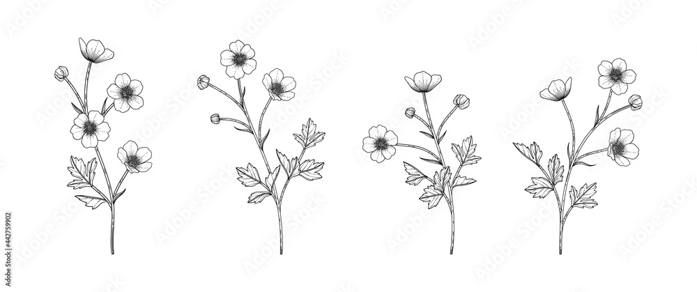 Hand drawn buttercup floral illustration. Stock Vector