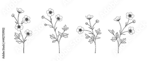 Hand drawn buttercup floral illustration.