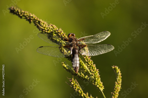dragonfly sits on a plant on a green background