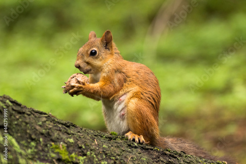 squirrel sits on a tree and holds a nut in its paws, close-up.