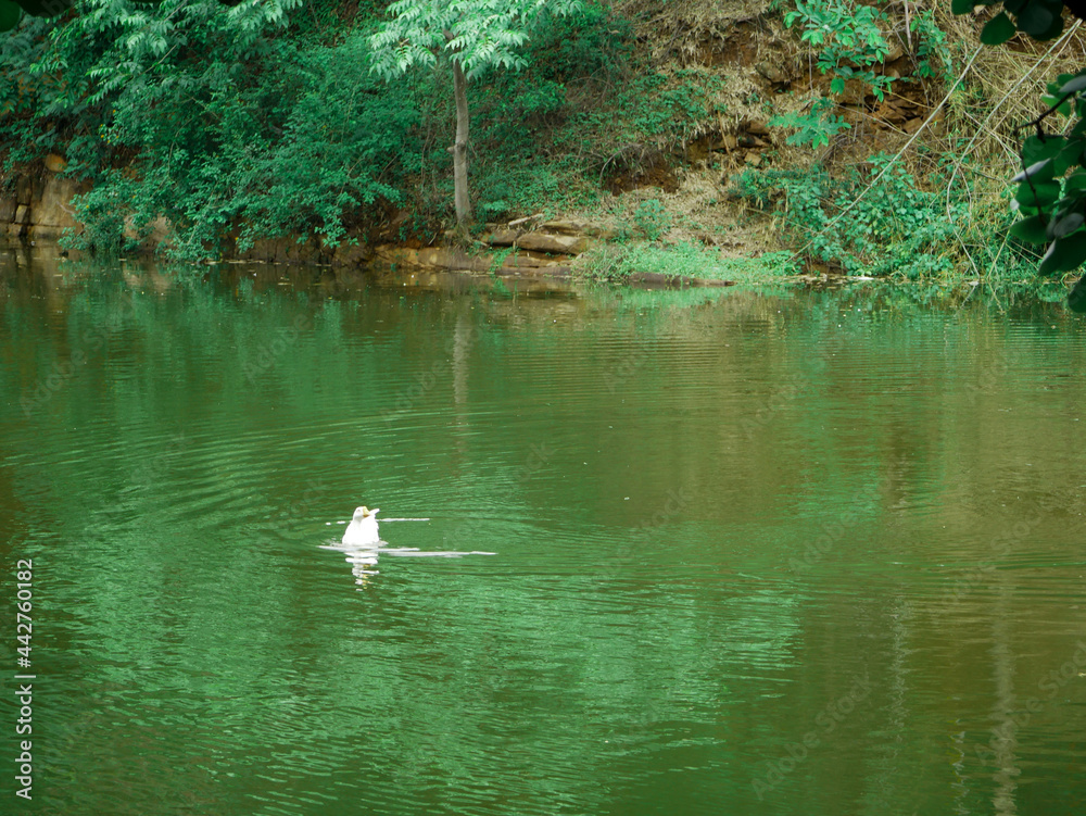 Duck alone on lake water green natural wide angle photo for commercial background. Duck alone on lake water green natural wide angle photo for commercial background.