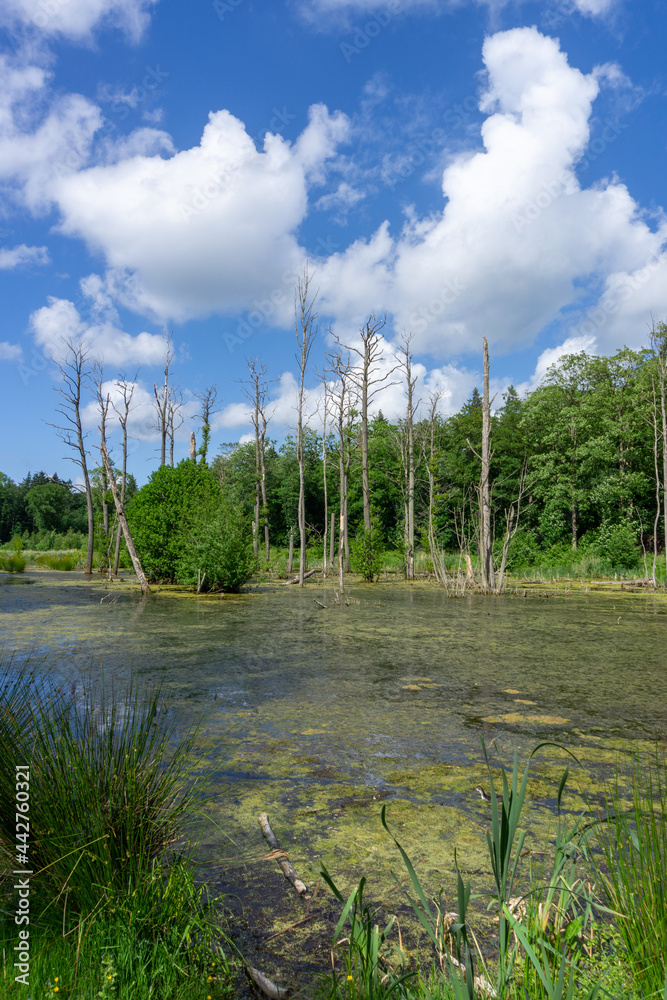 Obraz premium moorland landscape with swampy water and forest