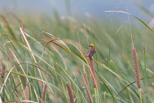 Baya weaver (Ploceus philippinus) at Rajarhat grassland, West Bengal, India. photo