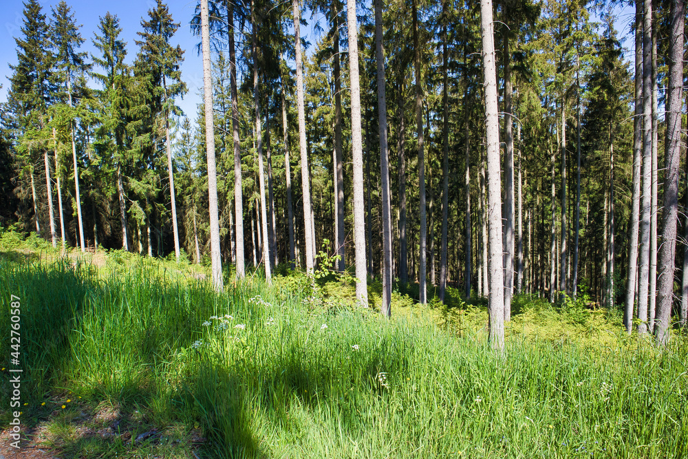 Wald Wald