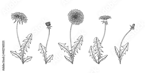 Hand drawn dandelion floral illustration..
