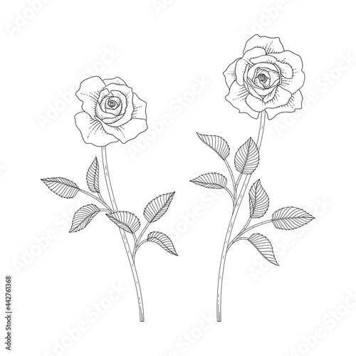Hand drawn rose floral illustration.