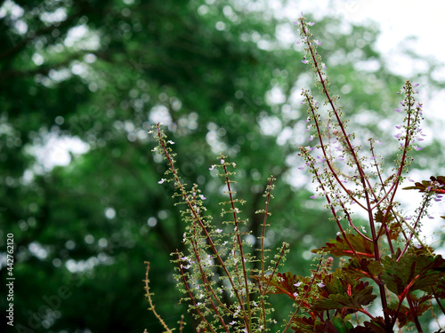 tropical plant side closeup at natural green garden background.