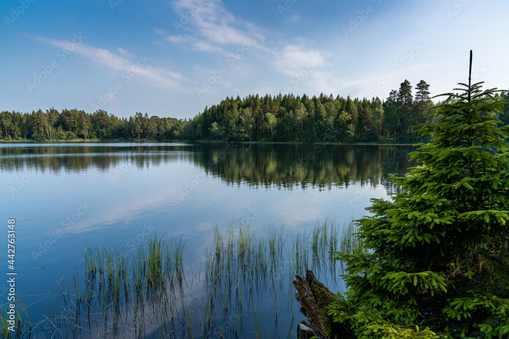 idyllic landscape with a calm lake surrounded by lush green forests and a pine tree in the foreground