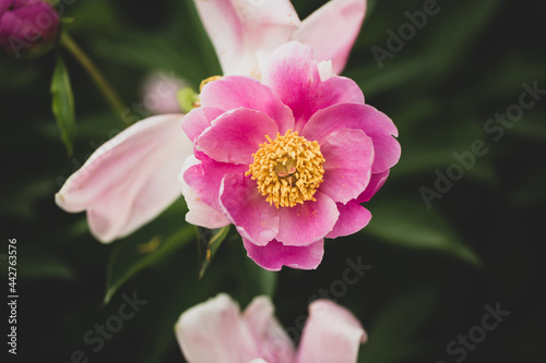 Pink Peony
