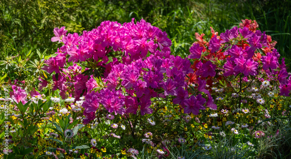 Bright pink Rhododendron Azalea close-up. Luxury colorful inflorescences of rhododendron in spring Arboretum Park Southern Cultures in Sirius (Adler). Nature wallpaper, copy space Bright pink Rhododendron Azalea close-up. Luxury colorful inflorescences of rhododendron in spring Arboretum Park Southern Cultures in Sirius (Adler). Nature wallpaper, copy space