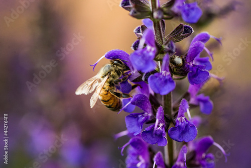 Bumble Bee On Purple Lupine