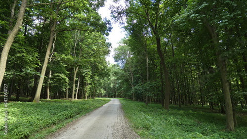 Central European forest in early summer