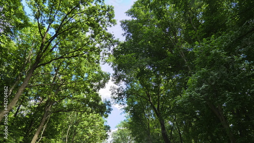 Central European forest in early summer