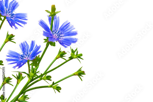 Chicory flower with leaf isolated on white background