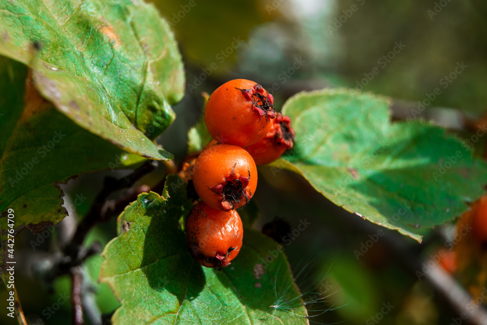 Orange currant berries on a branch