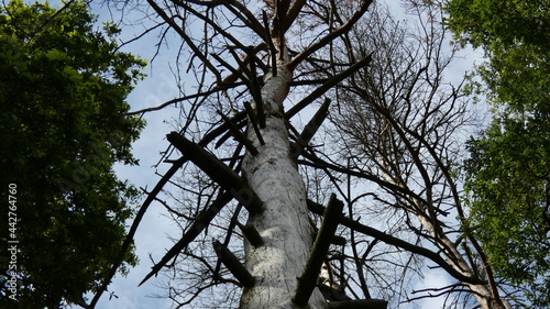 Central European forest in early summer