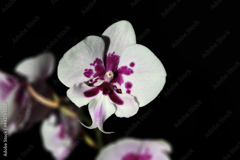A flower of an extraordinary white orchid with purple spots Phalaenopsis, the Latin name for Phalaenopsis, in hard sunlight, against a background of blurred stems and flowers. A flower of an extraordinary white orchid with purple spots Phalaenopsis, the Latin name for Phalaenopsis, in hard sunlight, against a background of blurred stems and flowers.