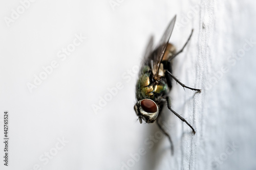 fly on the wall