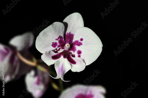 A flower of an extraordinary white orchid with purple spots Phalaenopsis, the Latin name for Phalaenopsis, in hard sunlight, against a background of blurred stems and flowers.