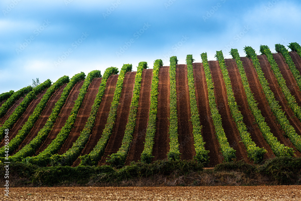Fototapeta premium Vineyards in October, La Rioja, Spain
